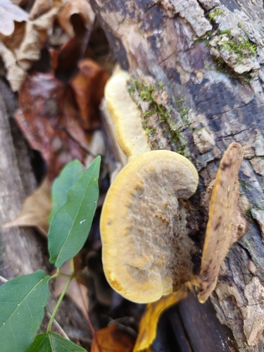 Photograph of Mustard Yellow Polypore