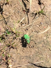 Cicindela ohlone