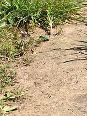 Cicindela ohlone
