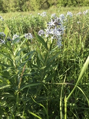 Amsonia repens