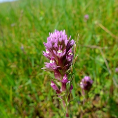 Castilleja densiflora