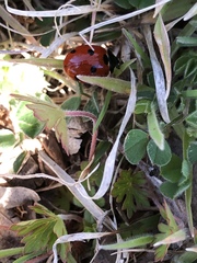 Coccinella septempunctata