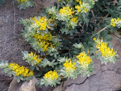 Acmispon dendroideus