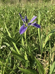Iris brevicaulis
