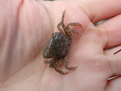 Hemigrapsus takanoi