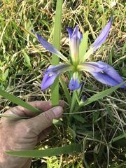 Iris brevicaulis
