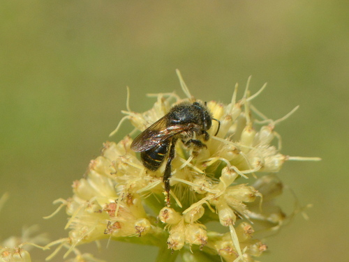 Melipona torrida