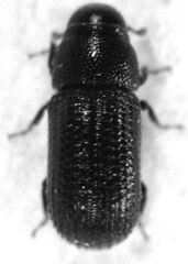 Stenoscelis hylastoides