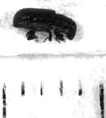 Stenoscelis hylastoides