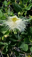 Capparis sandwichiana