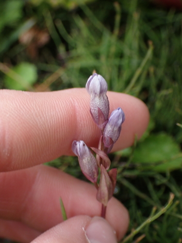 Image of Gentianella propinqua by no rights reserved