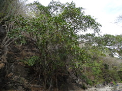 Ficus maxima