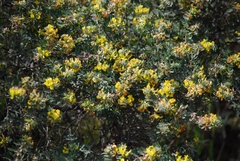 Acmispon dendroideus