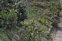 Acmispon dendroideus