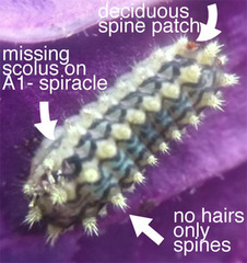 Monoleuca longifascia