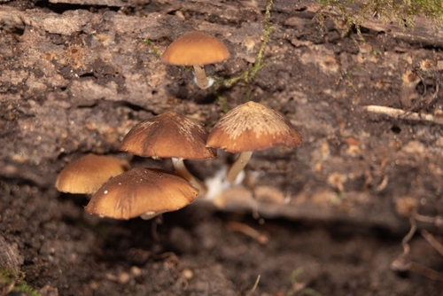 Photograph of Brittlestems