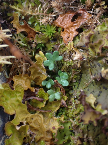 Image of Saxifraga hyperborea by no rights reserved