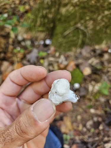 Photograph of Aborted entoloma