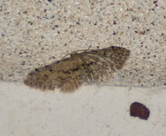 Idaea pervertipennis