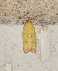 Sparganothis sulfureana