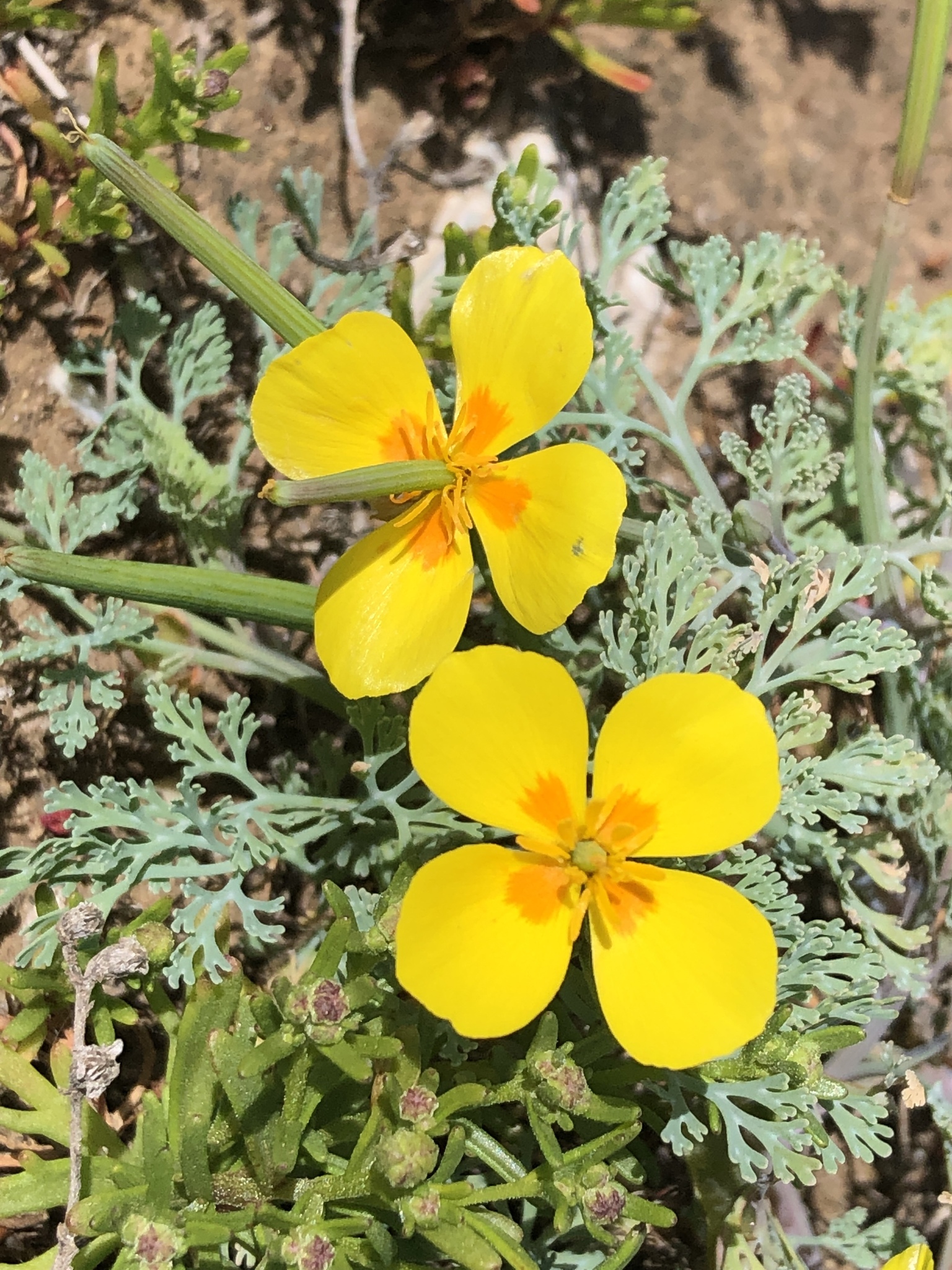 Eschscholzia ramosa