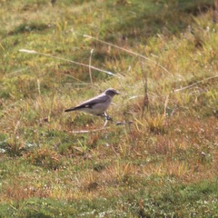 Muscisaxicola griseus