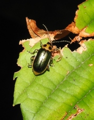 Cacoscelis marginata