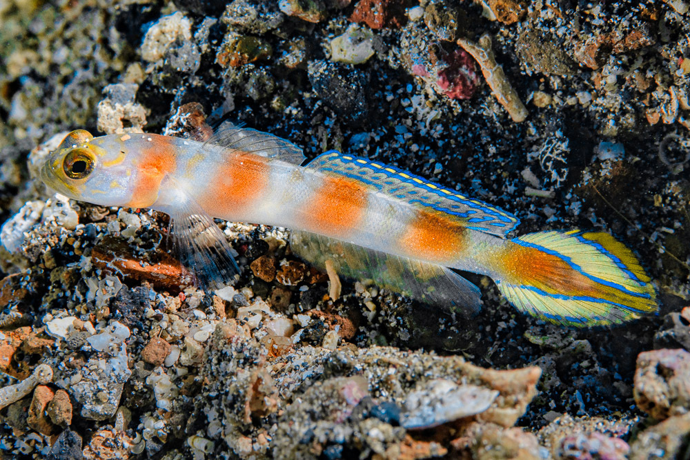 Flag-Tail Shrimp-Goby