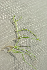 Pilularia globulifera