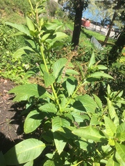 Phytolacca heterotepala