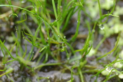 Pilularia globulifera