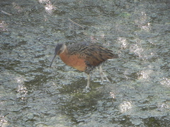 Rallus elegans