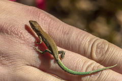 Darevskia derjugini silvatica