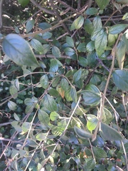 Cotoneaster simonsii