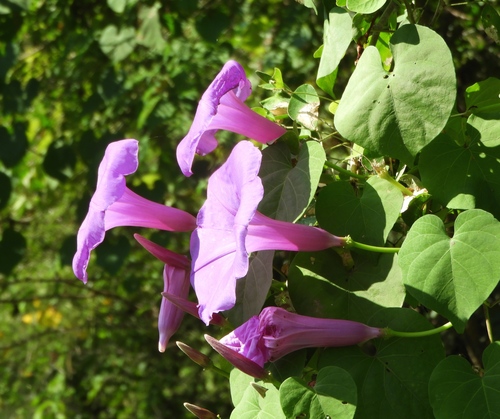 Ipomoea pedicellaris
