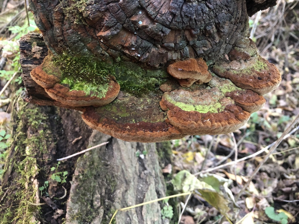 Phellinus rimosus complex from Cross Creek Rd, Wellsburg, WV, US on ...