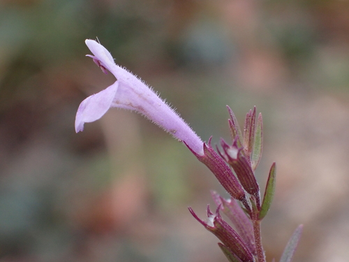 Image of Hedeoma hyssopifolia by (c) Nolan Exe, some rights reserved (CC BY)