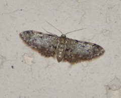 Idaea pervertipennis