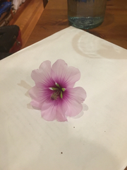 Malva subovata bicolor