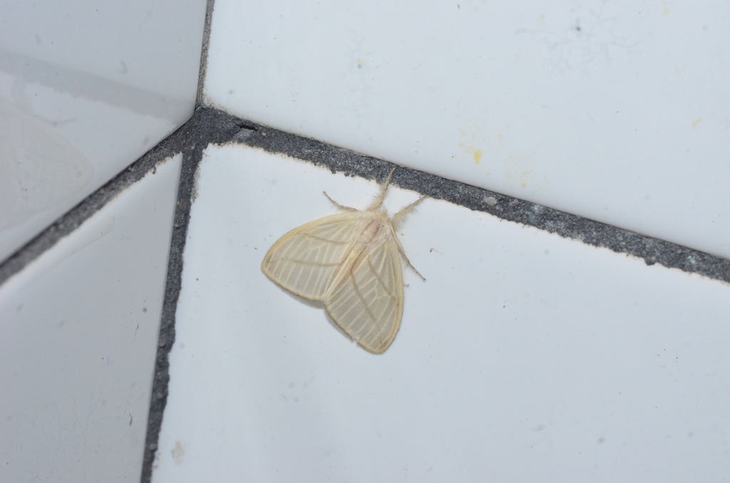 Thagona postropaea