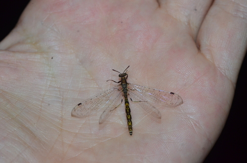 Dimarella garciai