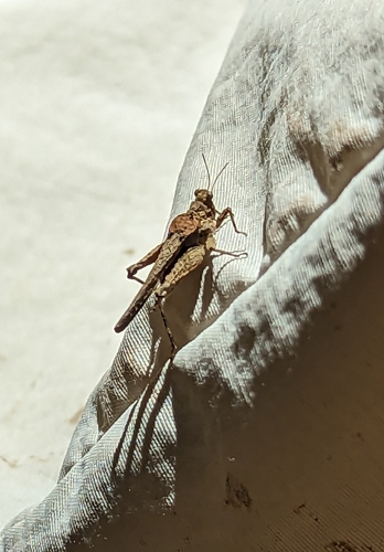 Obscure Grouse Locust photo 5