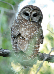 Strix occidentalis lucida