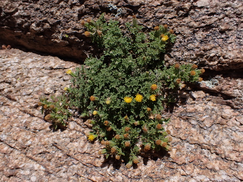 Image of Laphamia lemmonii by (c) Nolan Exe, some rights reserved (CC BY)