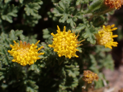 Image of Laphamia lemmonii by (c) Nolan Exe, some rights reserved (CC BY)