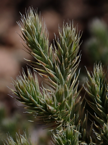 Image of Selaginella rupincola by (c) Nolan Exe, some rights reserved (CC BY)