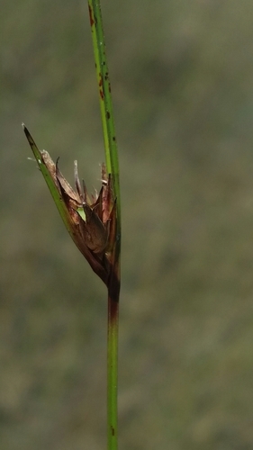 Image of Baldwin's Nutrush (Scleria baldwinii) by (c) Jay Horn, some rights reserved (CC BY)