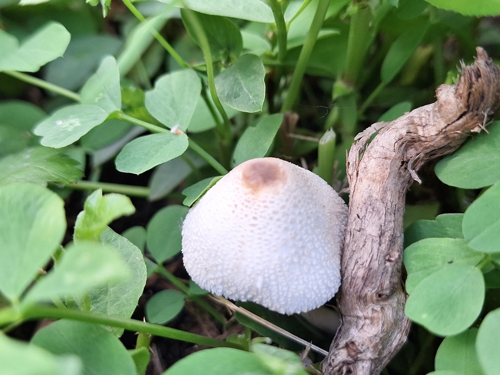 Leucocoprinus cepistipes · October 2023 · photo: © rocio_pose (iNaturalist, cc-by)