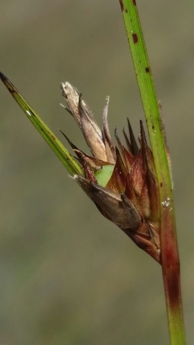 Image of Baldwin's Nutrush (Scleria baldwinii) by (c) Jay Horn, some rights reserved (CC BY)