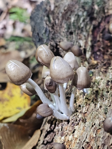Mycena